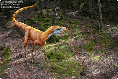 sinosauropteryx_csotonyi.jpg