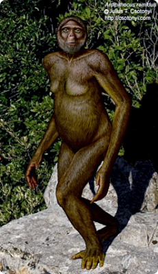 ardipithecus_ramidus_csotonyi.jpg