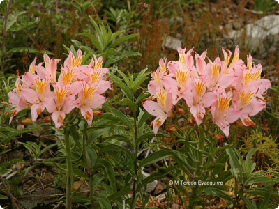 alstroemeria-ligtu-ssp_incarnata_c_del_eno_mte.jpg